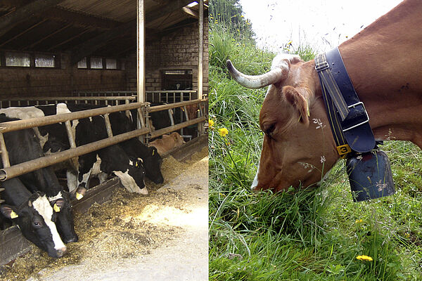 On the left side, cows are eating concentrate feed in the stables. On the right side there`s a cow on a pasture eating grass.
