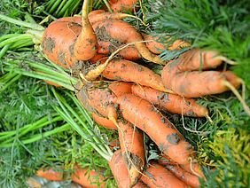 Various carrots, a little crooked and with outgrowths, differing from the classic straight carrot in a supermarket.