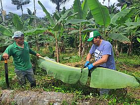 Two men working on a banana leaf.