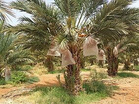 Palmtrees, the fruits are wrapped up in nets.