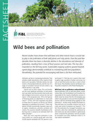 Wild bees and pollination