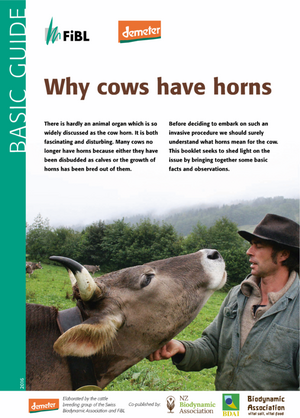 Why cows have horns