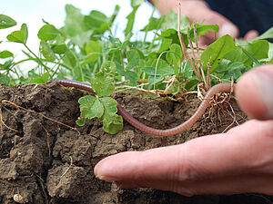 An earthworm creeps from the soil.