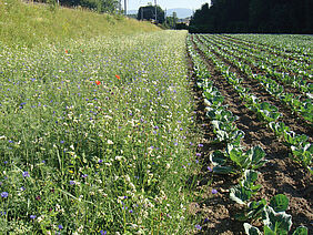 Nützlingsstreifen neben einem Feld mit Kohlpflanzen in Reihen