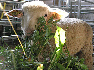 A lamb is eating various herbs.