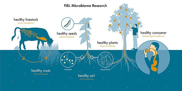 Infographic on the connections between healthy livestock, healthy soil, healthy roots, healthy seeds, healthy plants and healthy consumers