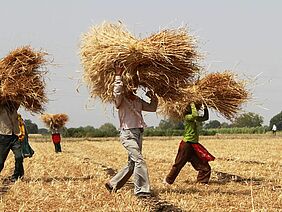 A few men carry bundles of wheat across a field.