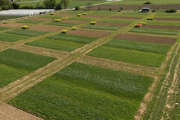 A field with growing crops that is separated into smaller units.