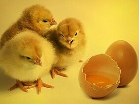 Drei Küken stehen neben zwei Eiern.