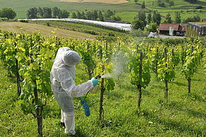 Une personne en combinaison de protection pulvérise des vignes.