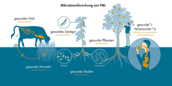 Infografik zu den Zusammenhängen zwischen gesundem Vieh, gesundem Boden, gesunden Wurzeln, gesundem Saatgut, gesunden Pflanzen und gesunden Verbraucherinnen