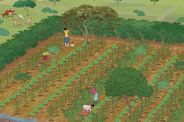 An illustration of an agroforestry farm. A field with single trees surrounded by trees. Three farmers are working the rows of freshly growing plants. Friendly and peaceful athmosphere with warm brown and green colours.