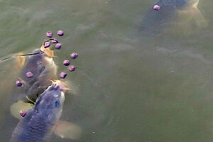 Des poissons dans l'eau à la recherche de boules d'aliment