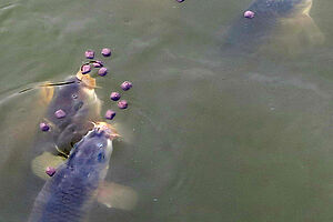 Fische im Wasser schnappen nach Futterbällchen