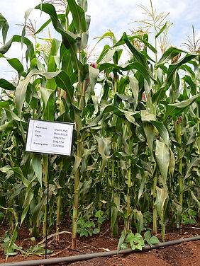 Nahaufnahme mehrerer grosser Maispflanzen auf einem Feld mit roter Erde und Bewässerungsschlauch. Ein Schild steckt im Boden, daruf sind folgende Angaben gedruckt: „Treatment: Organic High; Crop: Maize (H513); Inputs: 96KG N/ha, 55Kg P/ha; Planting date: 12/4/2016.“