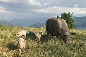 A sow with piglets run towards the camera on a stubbly field. In the background you can see Swiss mountains, a lake and clouds. The light is dramatic.