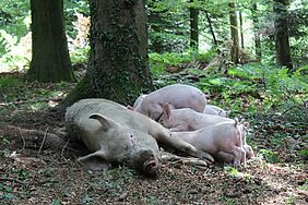 A sow is chilling in the woods, while her piglets feed on her breast.