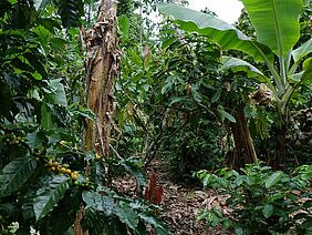 Cocoa agroforestry system.