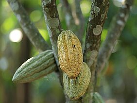Drei Kakaoschoten am Baum