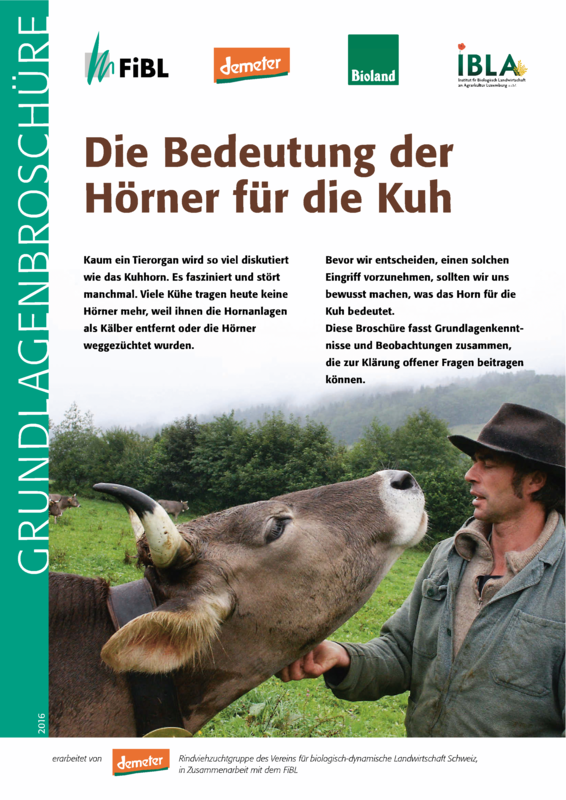 Cover: Die Bedeutung der Hörner für die Kuh