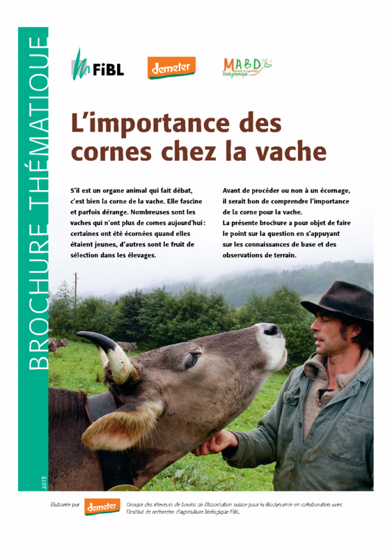 Cover: L’importance des cornes chez la vache