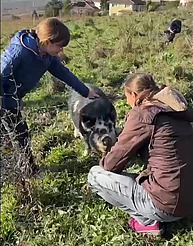 Ein Kind streichelt ein kleines, braunes Schwein. Eine Erwachsene Person kniet vor dem Schwein und ist ihm auch zugewandt. Alle stehen auf einer herbstlichen Wiese mit sanften Bergen im Hintergrund im Sonnenschein.