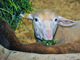 Schaf frisst grünes Gras.