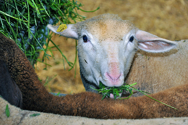 Schaf frisst grünes Gras.