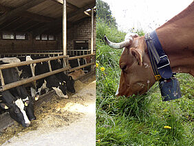 On the left side, cows are eating concentrate feed in the stables. On the right side there`s a cow on a pasture eating grass.