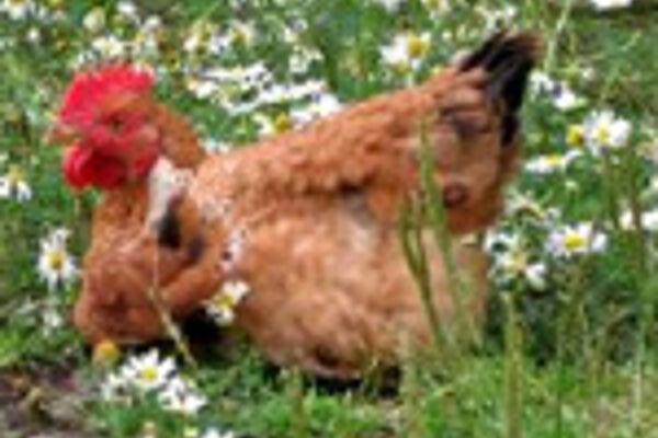 Masthähnchen auf der Wiese