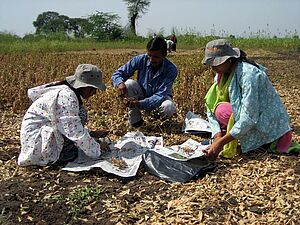 Travaux des champs dans les pays tropicaux