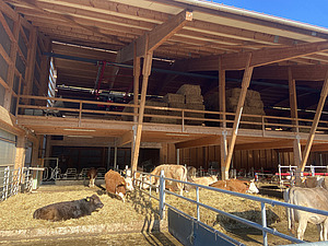 Free-range barn with horned cows.