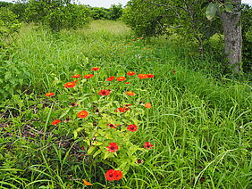 Flowers in the orchard