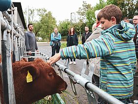 Kind streichelt ein Kalb am Kopf.
