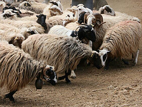 A flock of Sfakiano sheep.