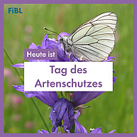 Ein wunderschöner lila Schmetterling sitzt auf einer Blüte. In einem Textkasten steht in lila "Heute ist Tag des Artenschutzes"