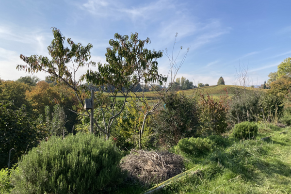 BioDiVerger agroforestry site