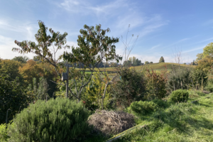 BioDiVerger agroforestry site