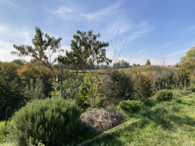 BioDiVerger agroforestry site