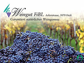 Schriftzug Weingut FiBL vor Traubenberg