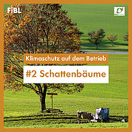 Ein grosser Baum mit orangenen Blättern steht auf einer Weide. Eine Kuh steht darunter an einer Tränke. Ein Schweizer Wanderwegweiser ist auch zu sehen.