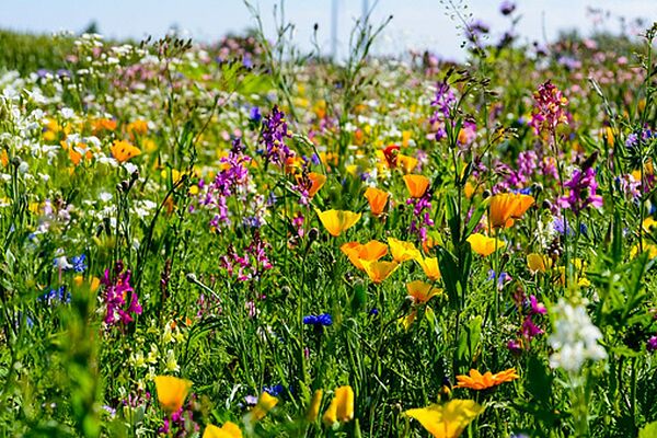 Bild Blumenwiese