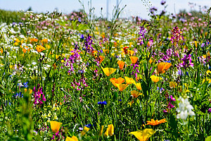 Bild Blumenwiese