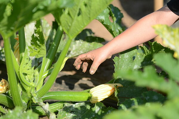 Kind greift nach Zucchini