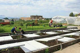 Seedling production