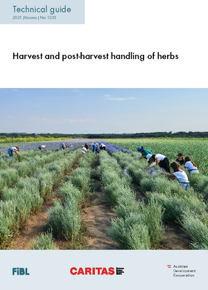 Harvest and post-harvest handling of herbs