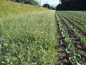 Kohlfeld mit blühendem Wiesenstreifen daneben.