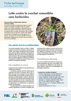 Lutte contre le souchet comestible sans herbicides.