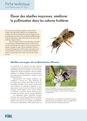 Élever des abeilles maçonnes : améliorer la pollinisation dans les cultures fruitières