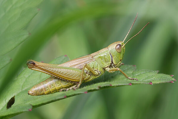 Meadow Grasshopper